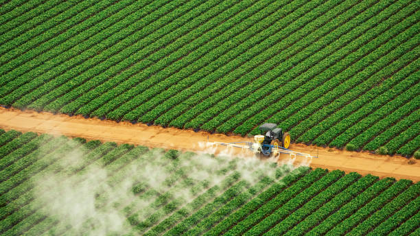 Best Termite Control Services  in Hampstead, NC