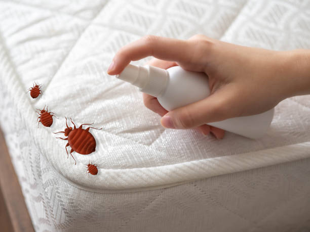Best Ant Control Services  in Hampstead, NC