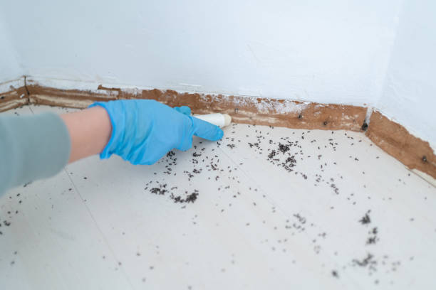 Reliable Hampstead, NC Pest Control Solutions