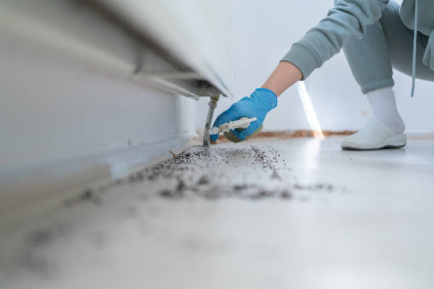 Best Rodent Control Near Me  in Hampstead, NC